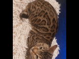 2 Bengal et 2 chatons à vendre