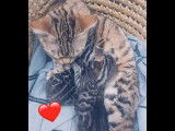 2 Bengal et 2 chatons à vendre