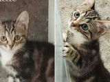En quête d’une famille : chaton mâle tigré