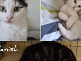 Chatonne de 7 mois à adopter