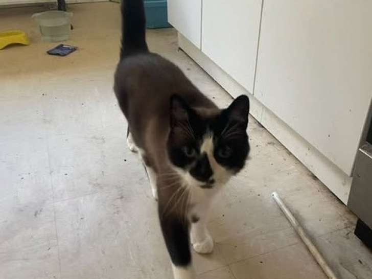 À adopter : chat gris et blanc