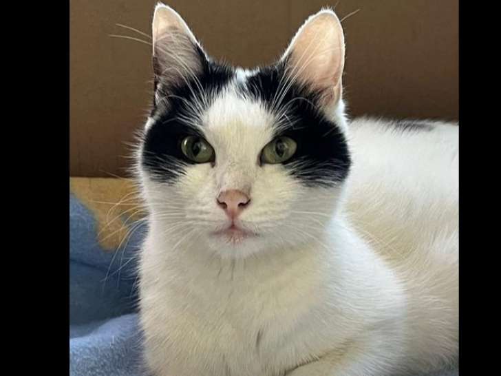 Chatte d'un an à adopter