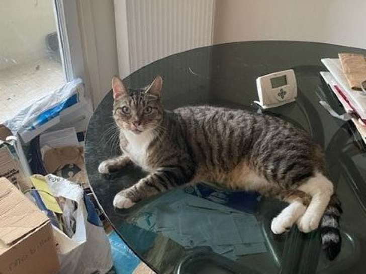 Chat adulte en attente d'adoption