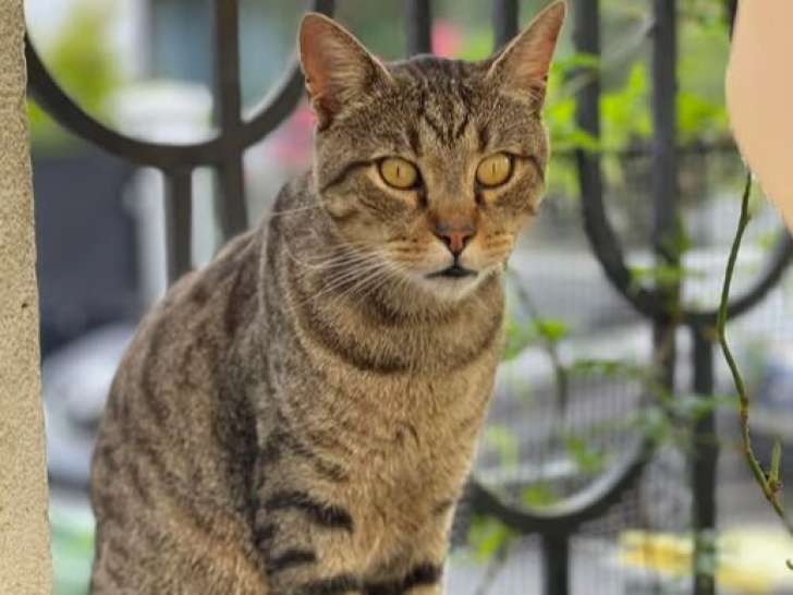 À adopter, chat tigré