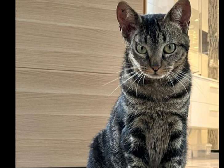 Disponible à l'adoption, chatte tigrée