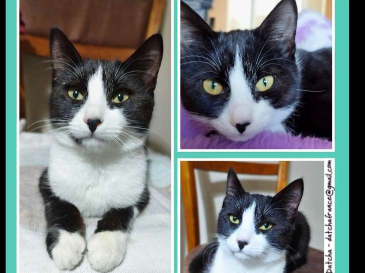 En attente d'adoption, chaton mâle noir et blanc
