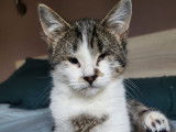 Disponibles à l'adoption : 3 chatonnes de 5 mois
