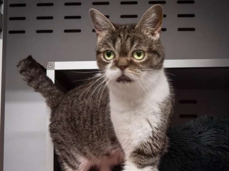 Disponible à l'adoption : chat de 6 ans