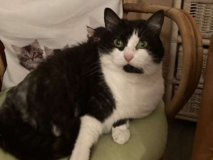 En quête d'un foyer : chatte noir et blanc
