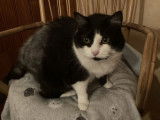 En quête d'un foyer : chatte noir et blanc