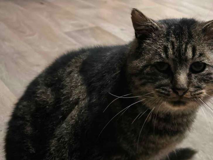 À adopter : chat de 2 ans