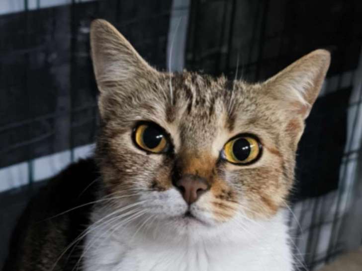 Disponible à l'adoption : chatte tigré blanc