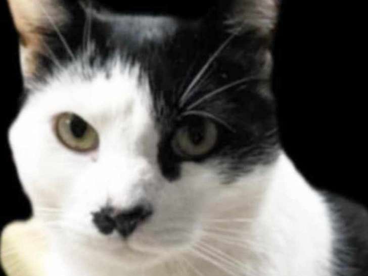 Prêt pour l’adoption : chat noir et blanc