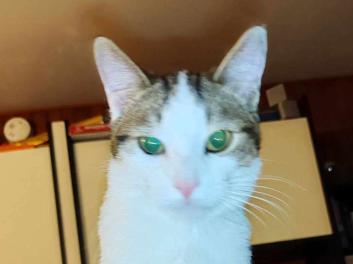 En attente d’une famille : chaton mâle de 9 mois