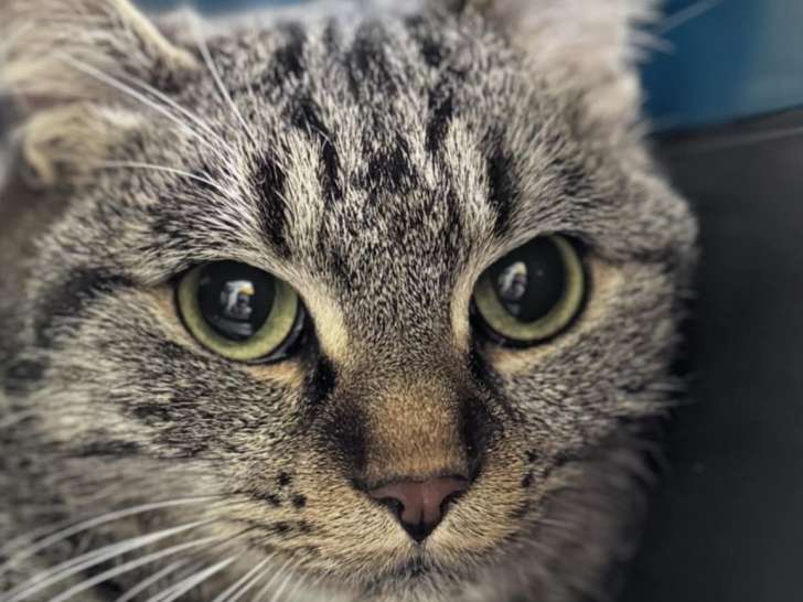Chatte d'un an à adopter