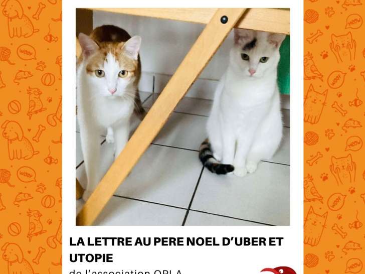 À adopter : 2 chats âgés d'un an