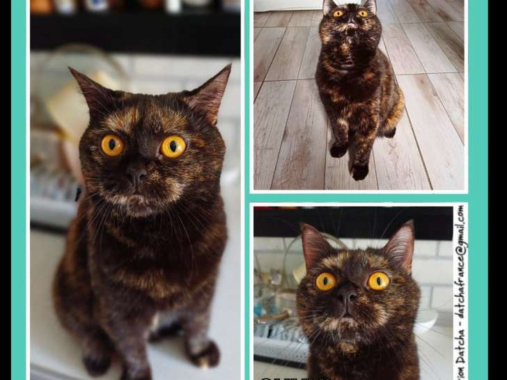 Disponible à l'adoption : chatte de 4 ans