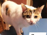 À la recherche d’un foyer : chatte adulte