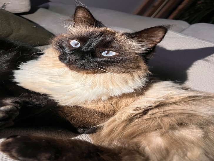Chatte Siamoise disponible pour saillie