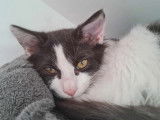 Sunny, chaton à adopter