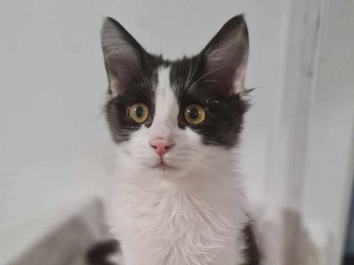 Sunny, chaton à adopter