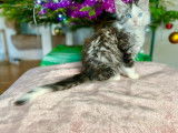 3 chatons Maine Coons mâles LOOF à vendre