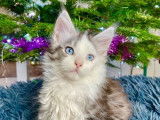 3 chatons Maine Coons mâles LOOF à vendre