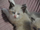 Vente d’un chaton femelle Ragdoll LOOF