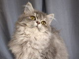 À vendre, 1 chatonne British Longhair LOOF