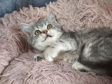 1 chaton mâle British Shorthair LOOF à vendre