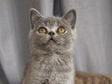 1 chaton British Shorthair mâle à vendre (LOOF)