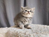1 chaton femelle British Shorthair LOOF à vendre