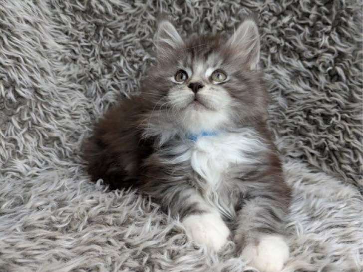 À réserver, 5 chatons Maine Coon non LOOF