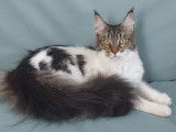 Chatte Maine Coon LOOF à vendre