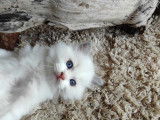 Chatons de race Ragdoll à vendre (1 femelle & 2 mâles)