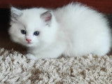 Chatons de race Ragdoll à vendre (1 femelle & 2 mâles)