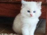 Chatons de race Ragdoll à vendre (1 femelle & 2 mâles)