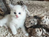 Chatons de race Ragdoll à vendre (1 femelle & 2 mâles)