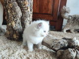 Chatons de race Ragdoll à vendre (1 femelle & 2 mâles)