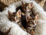 Chatons Bengal LOOF de qualité exposition à naître