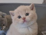 Des chatons British Shorthair LOOF disponibles à la vente