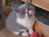 Des chatons British Shorthair LOOF disponibles à la vente
