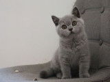 Des chatons British Shorthair LOOF disponibles à la vente
