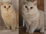 Des chatons British Shorthair LOOF disponibles à la vente