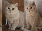 Des chatons British Shorthair LOOF disponibles à la vente