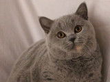 Des chatons British Shorthair LOOF disponibles à la vente