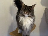 À vendre une chatte Maine Coon LOOF bleue de 4 ans