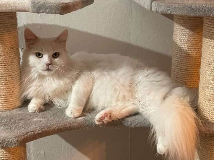 À acheter une chatte Maine Coon blanche LOOF de 4 ans
