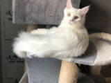 À acheter une chatte Maine Coon blanche LOOF de 4 ans