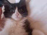 Chatons Ragdoll LOOF à vendre